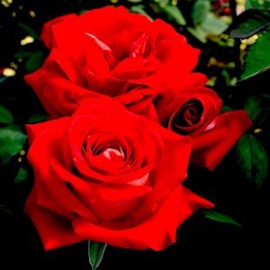 Meet your Posher, Layna